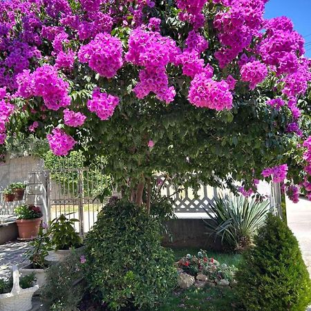 Apartmani Andrijana Ulcinj Exterior photo
